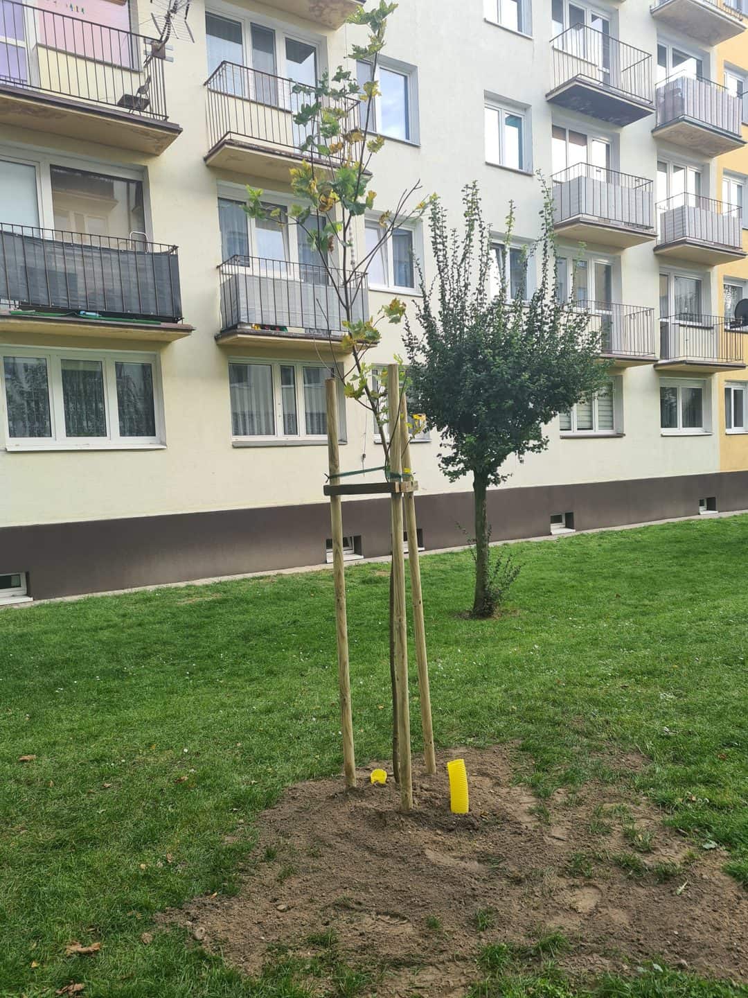 Nowe nasadzenia drzew na osiedlach Kościańskiej Spółdzielni Mieszkaniowej